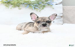 French Bulldog dogs for sale: Tracie - Image 2
