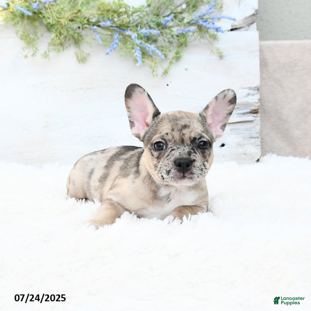 French Bulldog dogs for sale: Tracie - Image 2