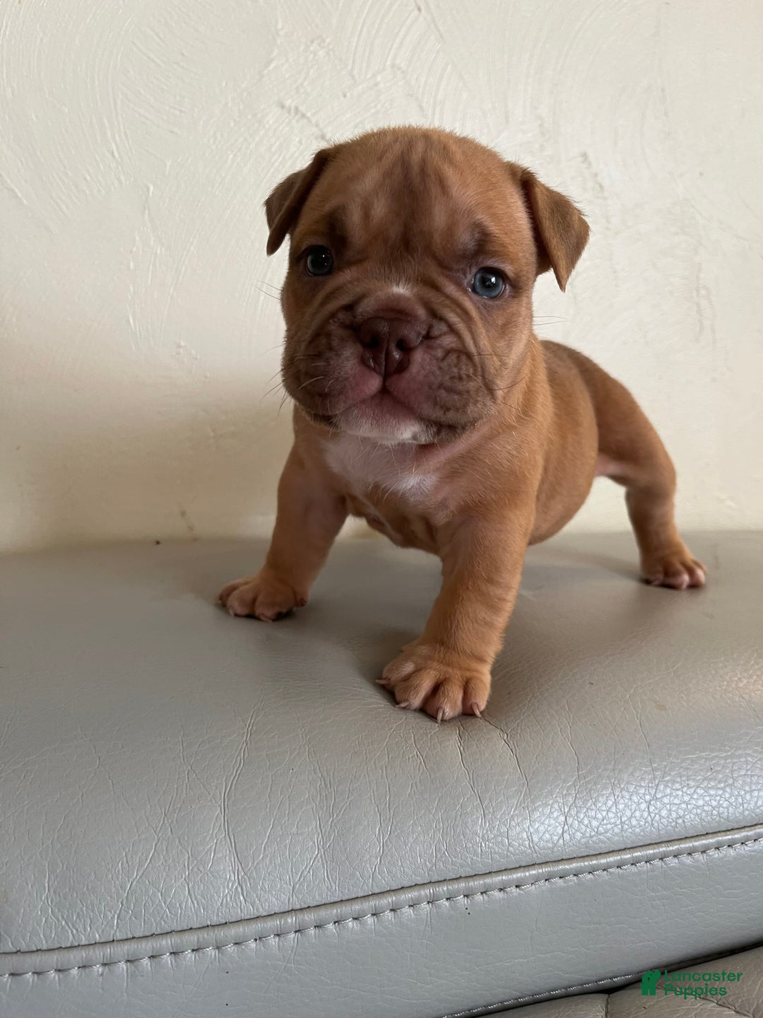 American Bully dogs for sale: Lucky - Image 2