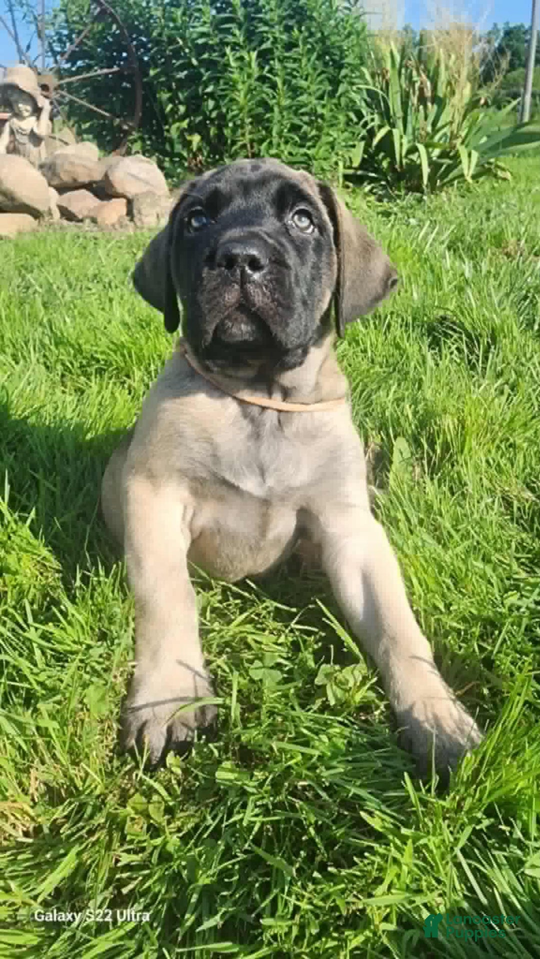 English Mastiff dogs for sale: Pinky - Image 25