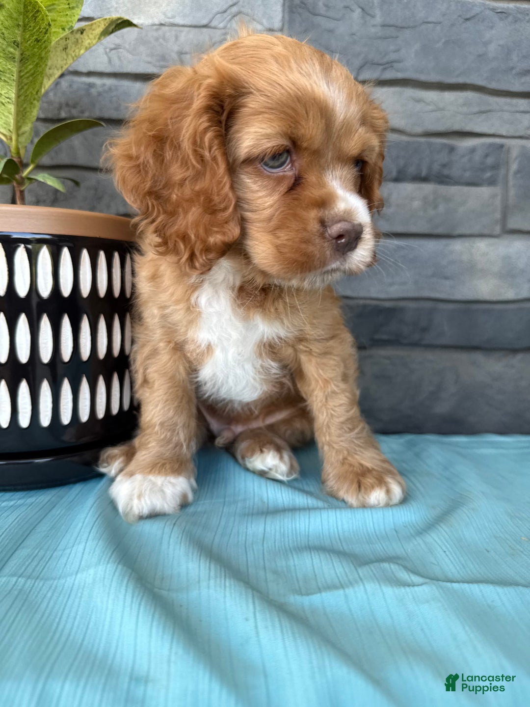 Cocker Spaniel dogs for sale: Tommy - Image 13