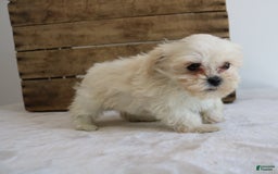 Teddy Bear dogs for sale: Kammy - Image 6
