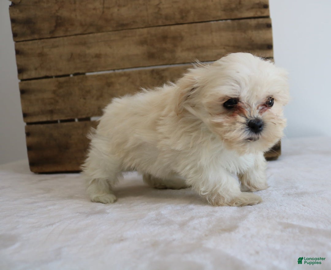 Teddy Bear dogs for sale: Kammy - Image 6