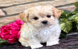 Cavalier King Charles Spaniel dogs for sale: Enzo - Image 8