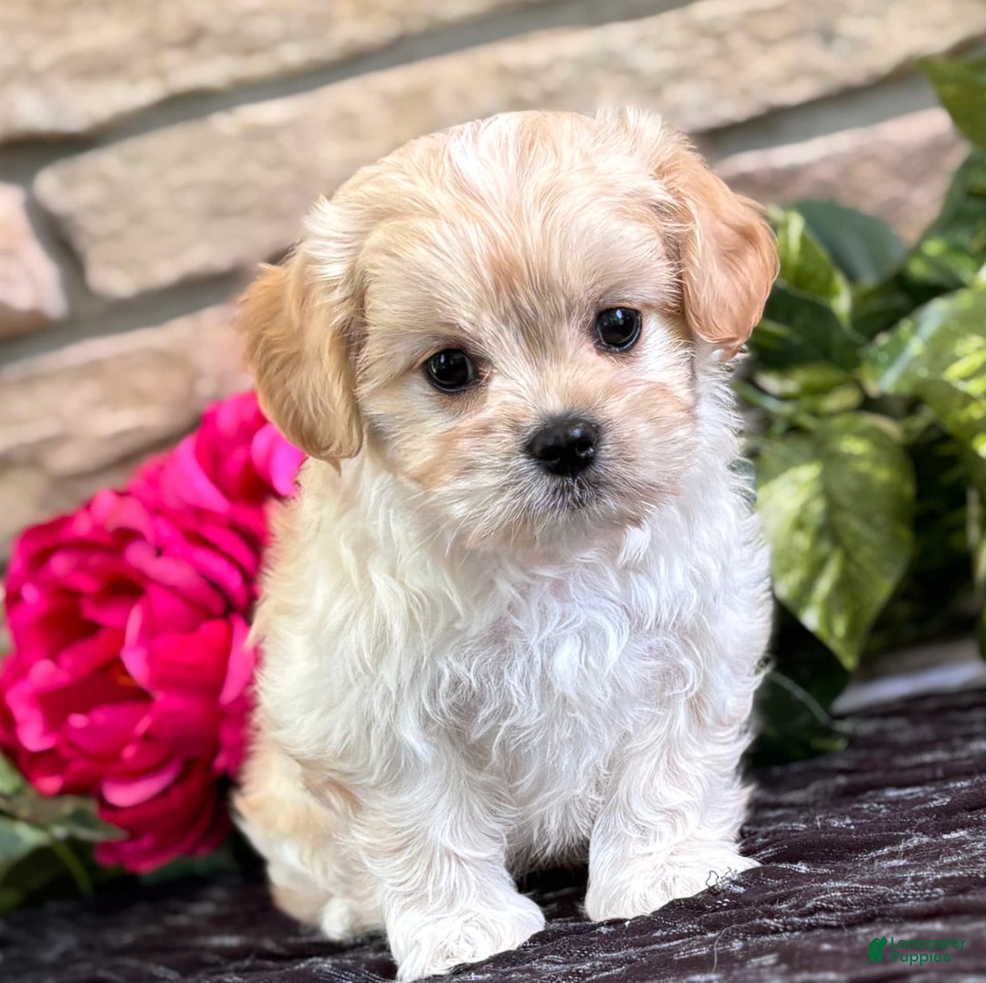 Cavalier King Charles Spaniel dogs for sale: Enzo - Image 8