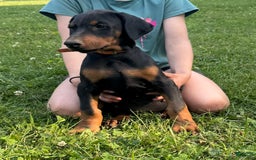 Doberman Pinscher dogs for sale: Mr. Orange - Image 4