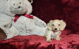 Miniature Dachshund dogs for sale: Nugget - Image 20