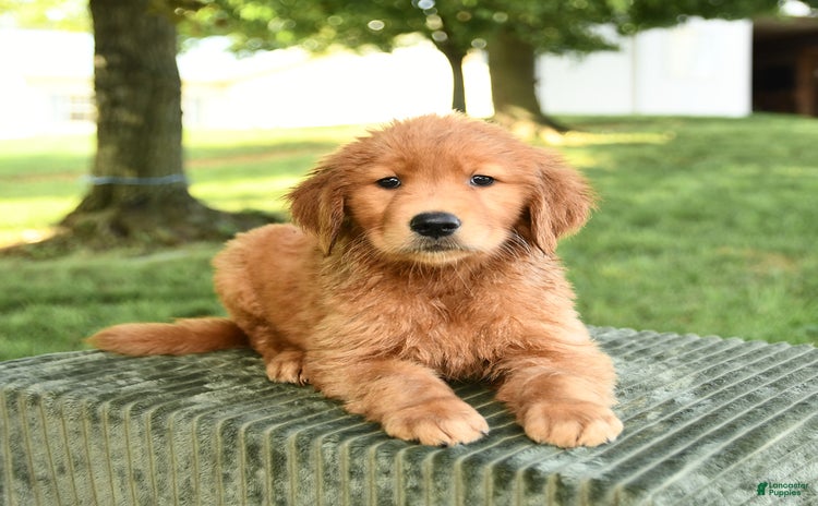 Golden Retriever dogs - Advert 16