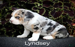 Beabull dogs for sale: Lyndsey - Image 5
