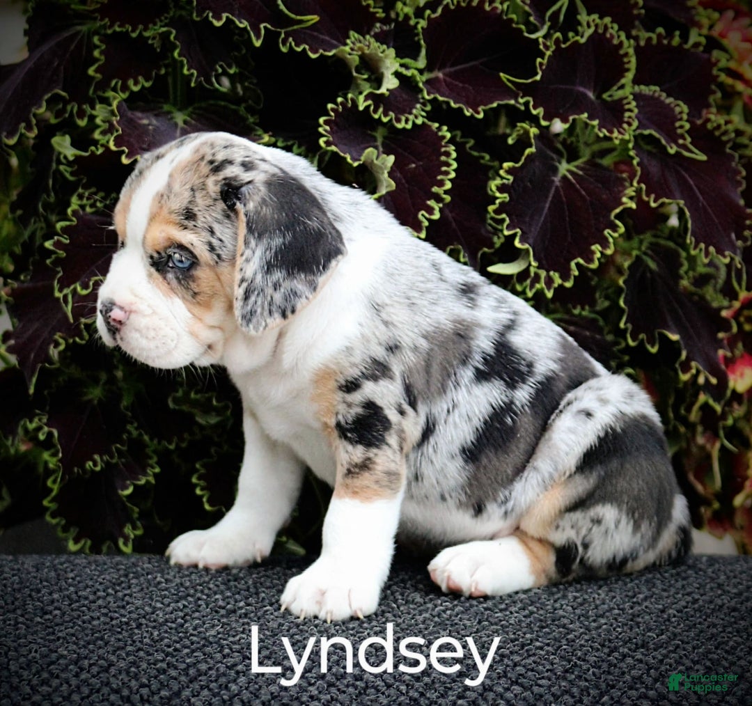 Beabull dogs for sale: Lyndsey - Image 5