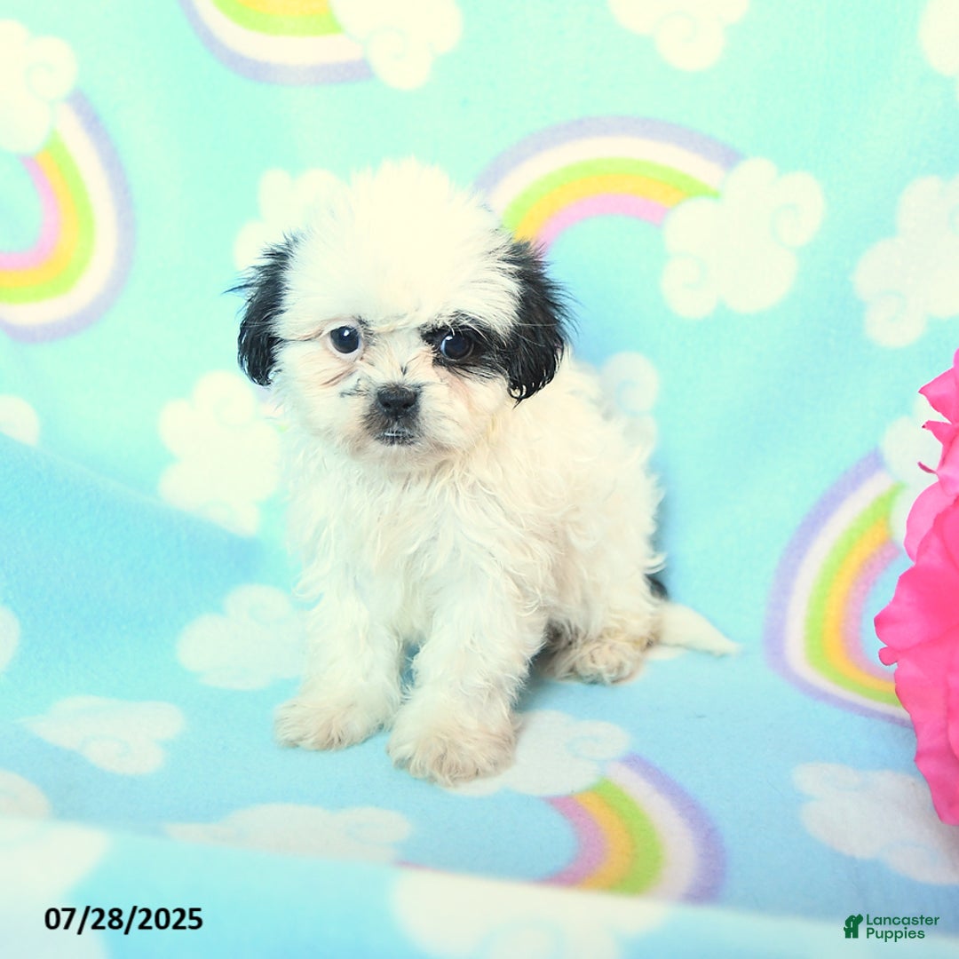 Teddy Bear dogs for sale: Lollipop - Image 2