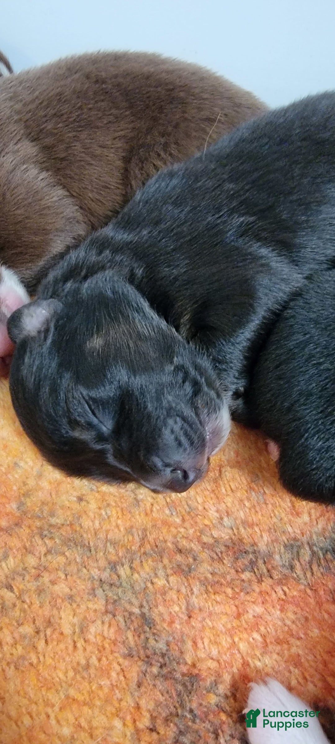 Australian Shepherd dogs for sale: Tri Black - Image 1