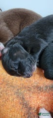 Tri Black