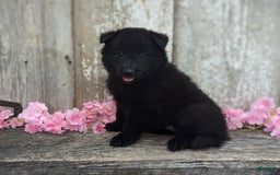 categoriesInfo:categoryAttributeOptions.pets.dogs.breed.belgianGroenendael dogs for sale: Abby - Image 5