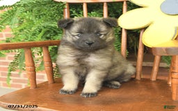 Keeshond dogs for sale: Tally - Image 2