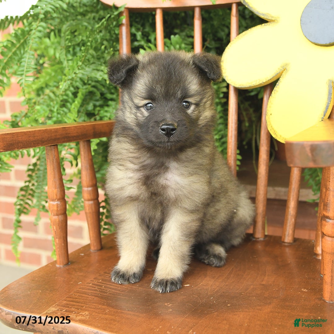 Keeshond dogs for sale: Tally - Image 2