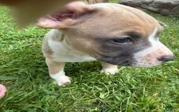 American Pit Bull Terrier dogs for sale: Peanut - Image 24