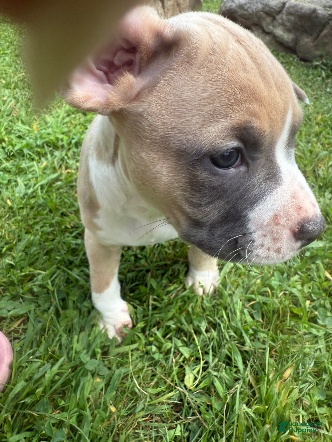 American Pit Bull Terrier dogs for sale: Peanut - Image 24