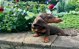 Dachshund dogs for sale: Keith - Image 3