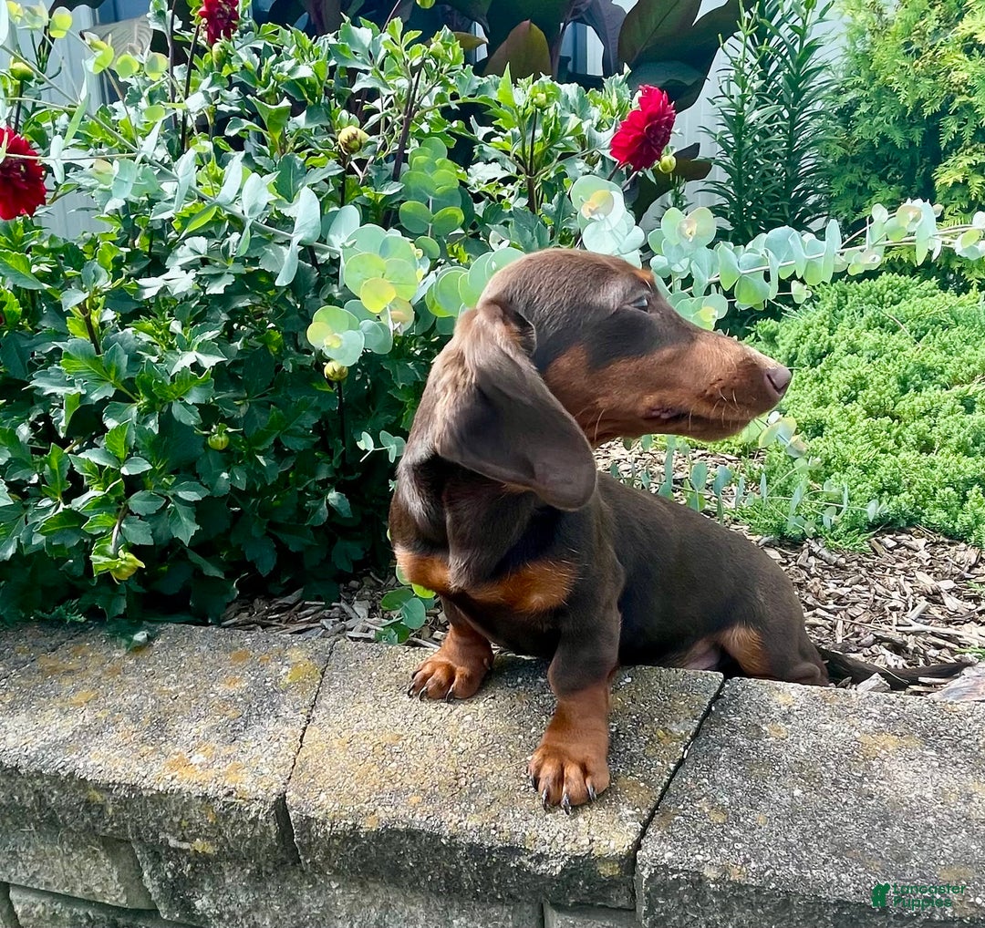 Dachshund dogs for sale: Keith - Image 3