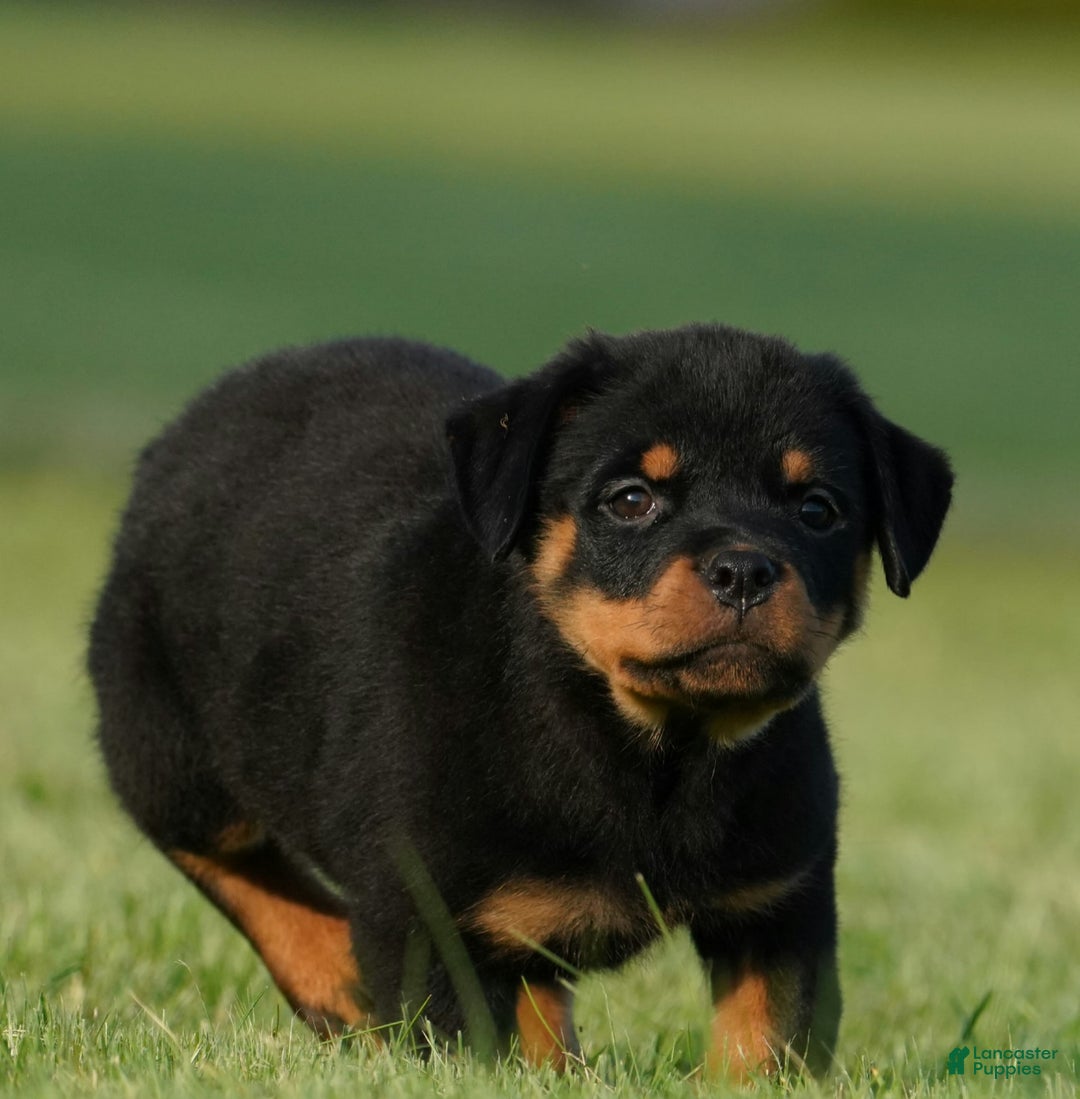Rottweiler dogs for sale: Shadow - Image 4