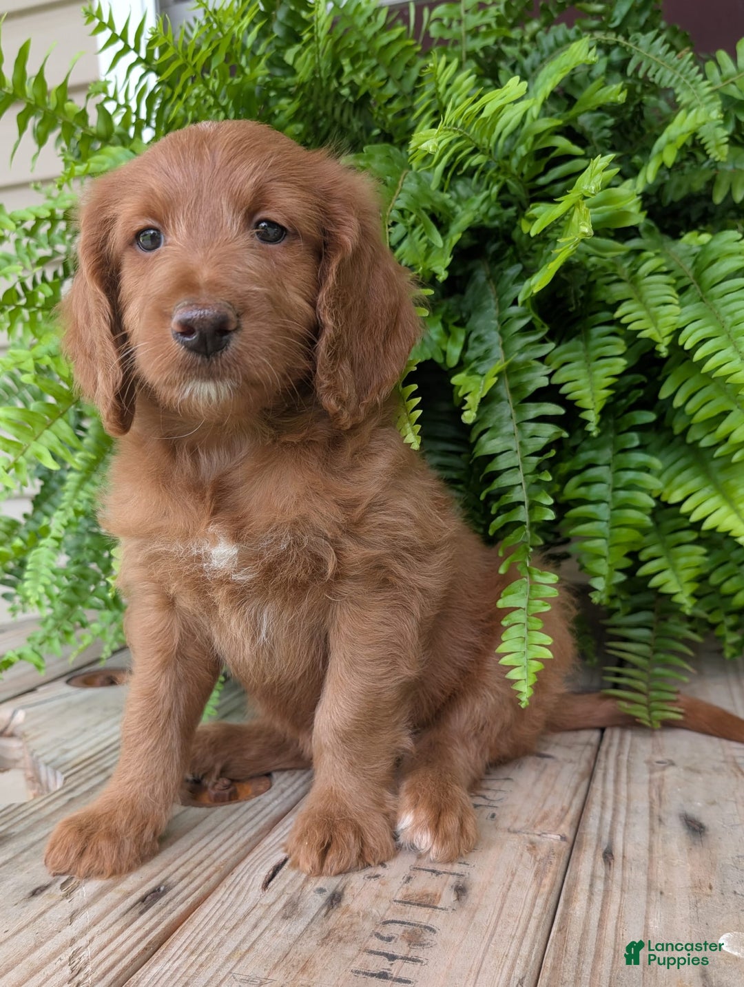 Goldendoodle dogs for sale: Ellie - Image 8