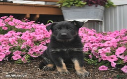 German Shepherd dogs for sale: Jupiter - Image 1