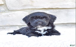  dogs for sale: Mini Goldendoodle 3 puppies - Image 14
