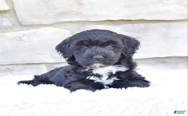 Mini Goldendoodle dogs for sale - Ad 4