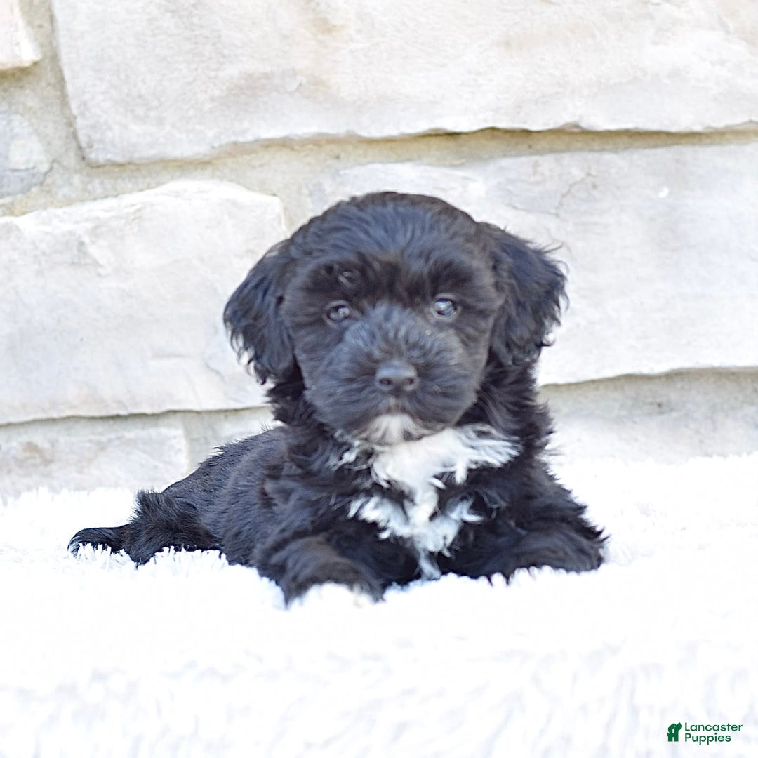  dogs for sale: Mini Goldendoodle 3 puppies - Image 14