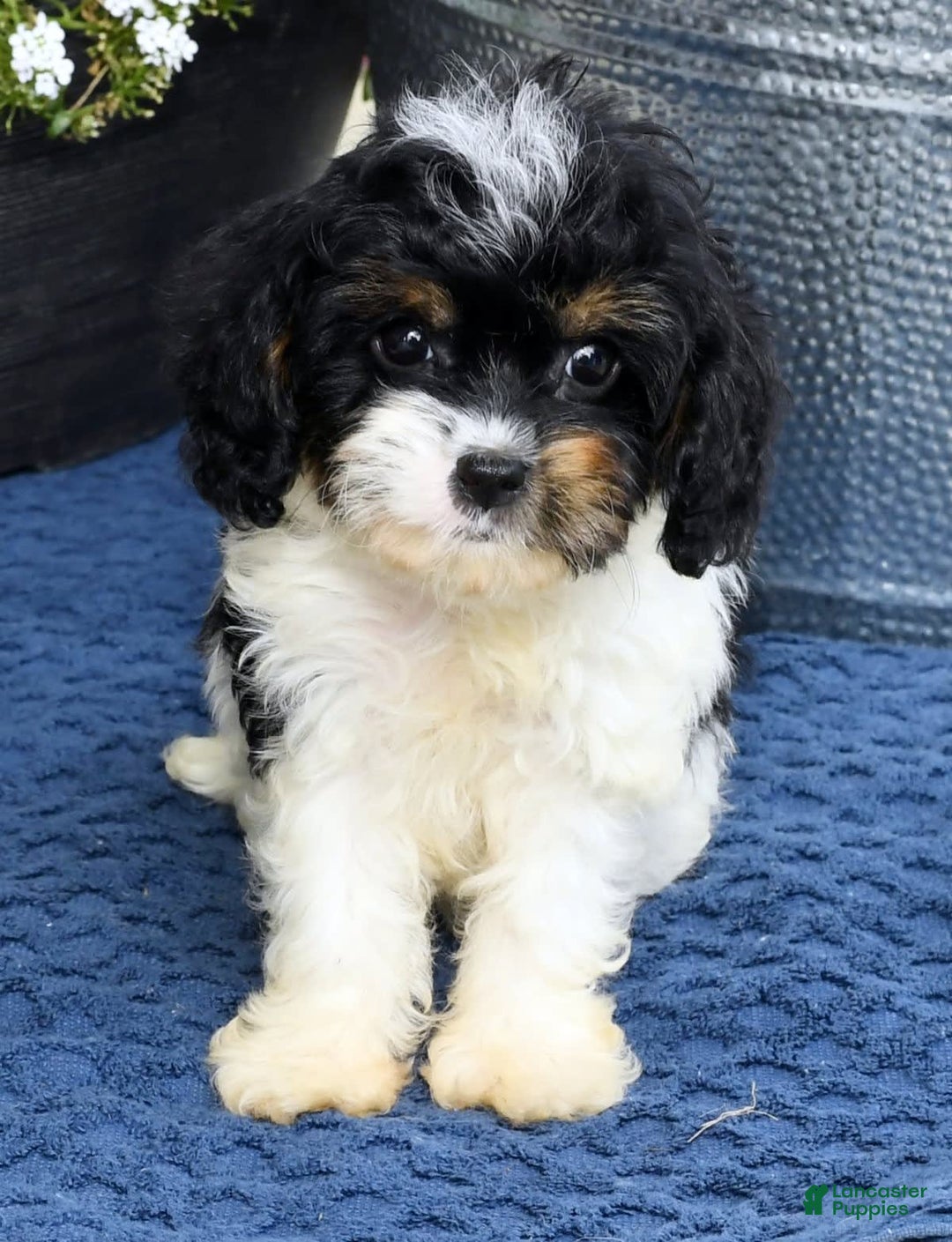 Cavapoo dogs for sale: Brittany - Image 2