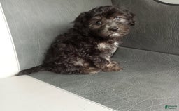 Havapoo dogs for sale: Sally - Image 1