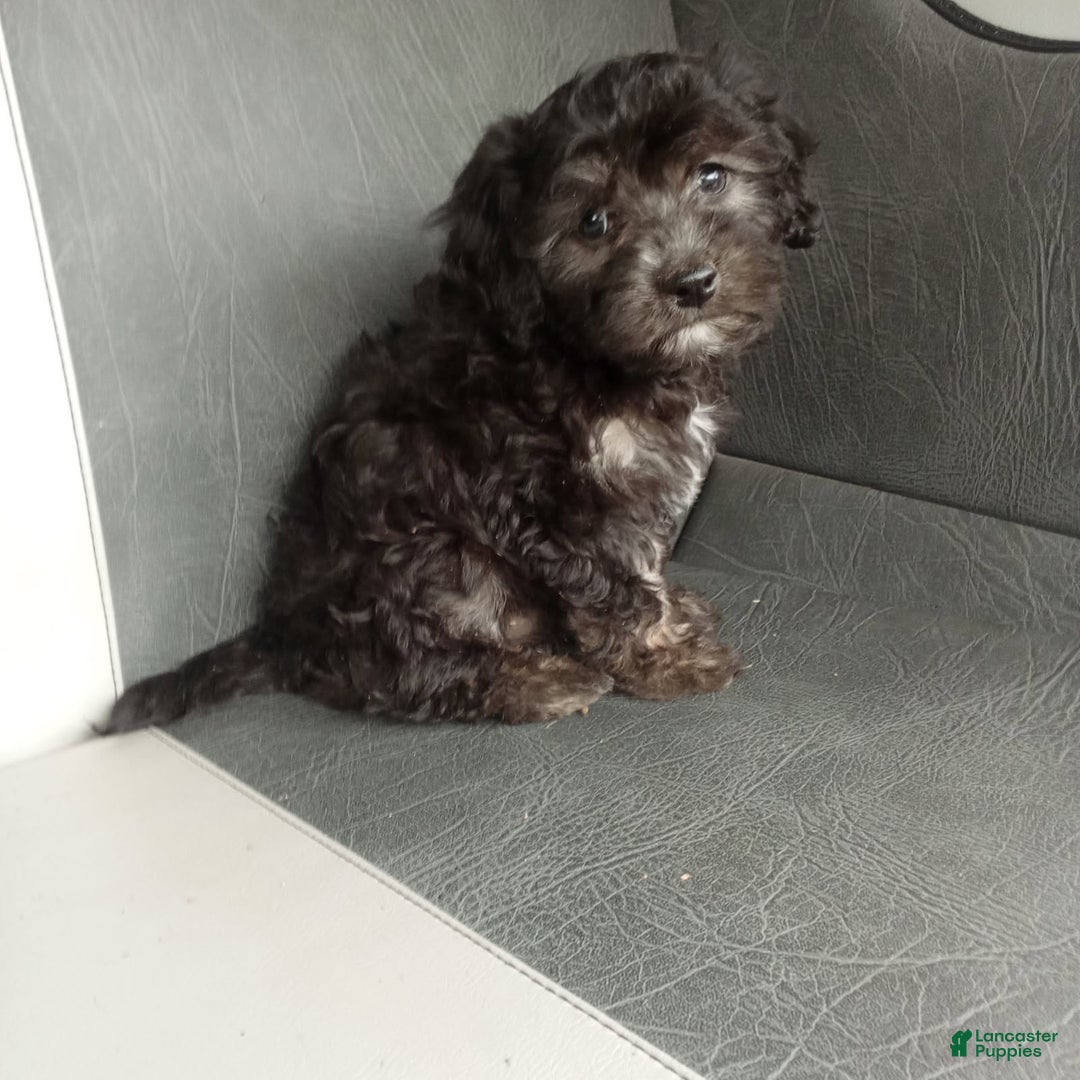 Havapoo dogs for sale: Sally - Image 1