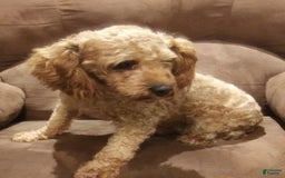 Schnoodle dogs for sale: Ramsey - Image 5