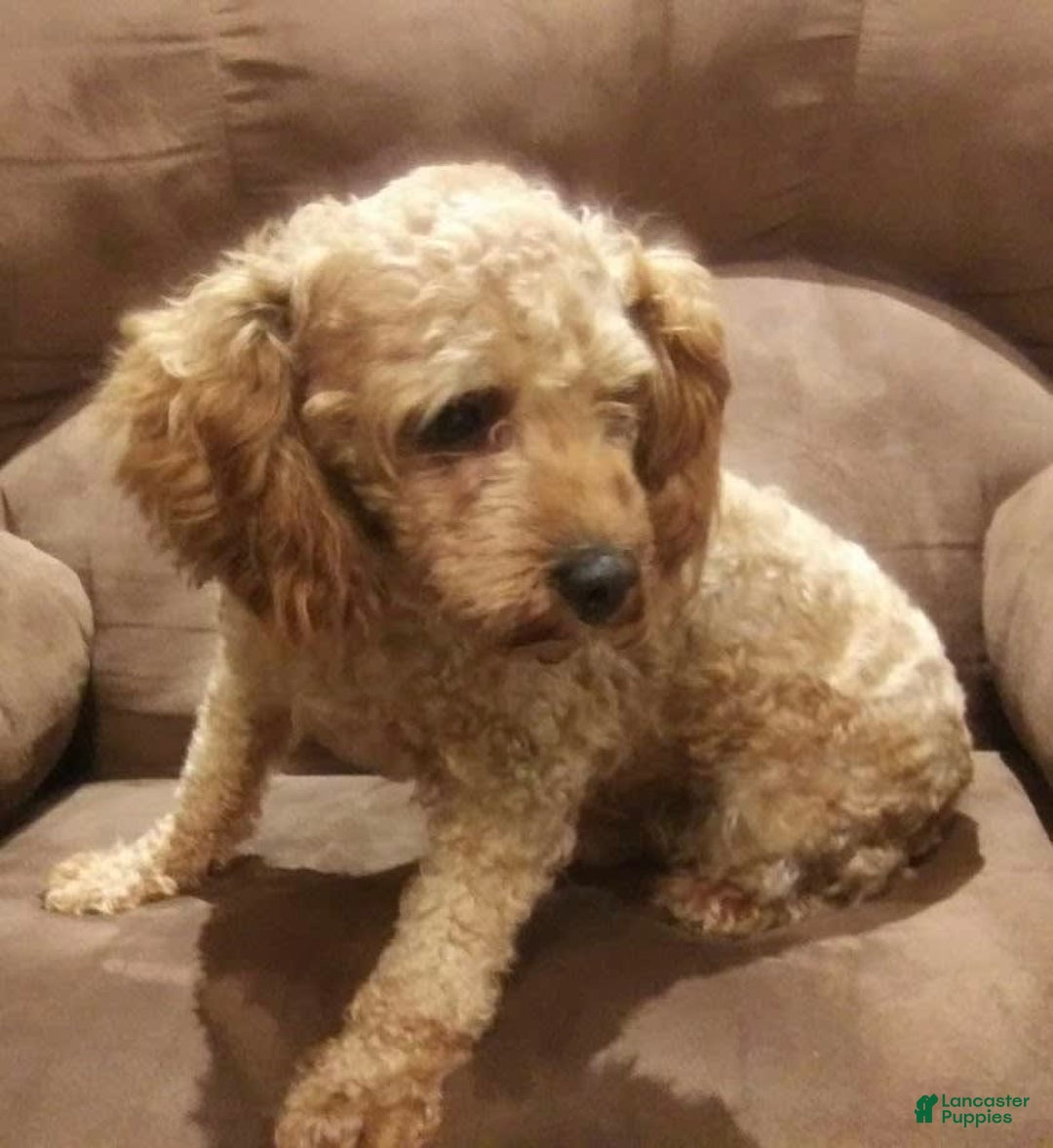 Schnoodle dogs for sale: Ramsey - Image 5