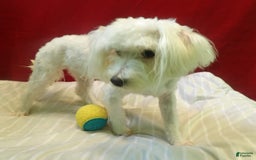Maltese dogs for sale: Rex - Image 4