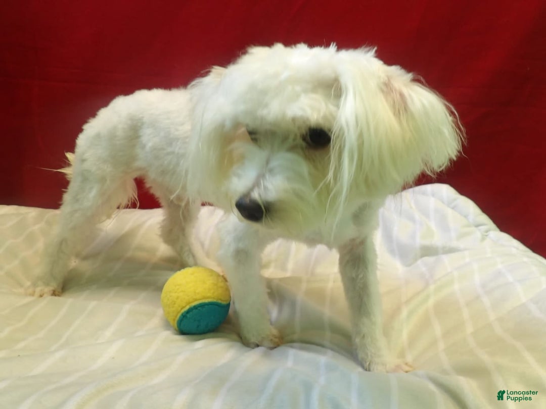 Maltese dogs for sale: Rex - Image 4