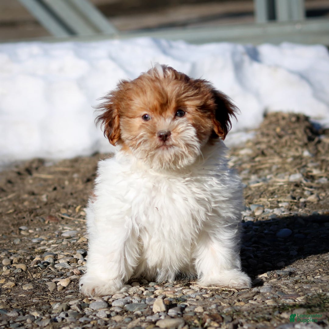 Shihpoo dogs for sale: Amy - Image 19