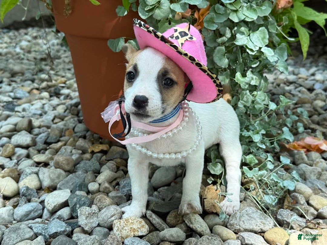 Jack Russell Terrier dogs for sale: Miley - Image 3