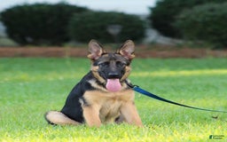 German Shepherd dogs for sale: Hazel - Image 14