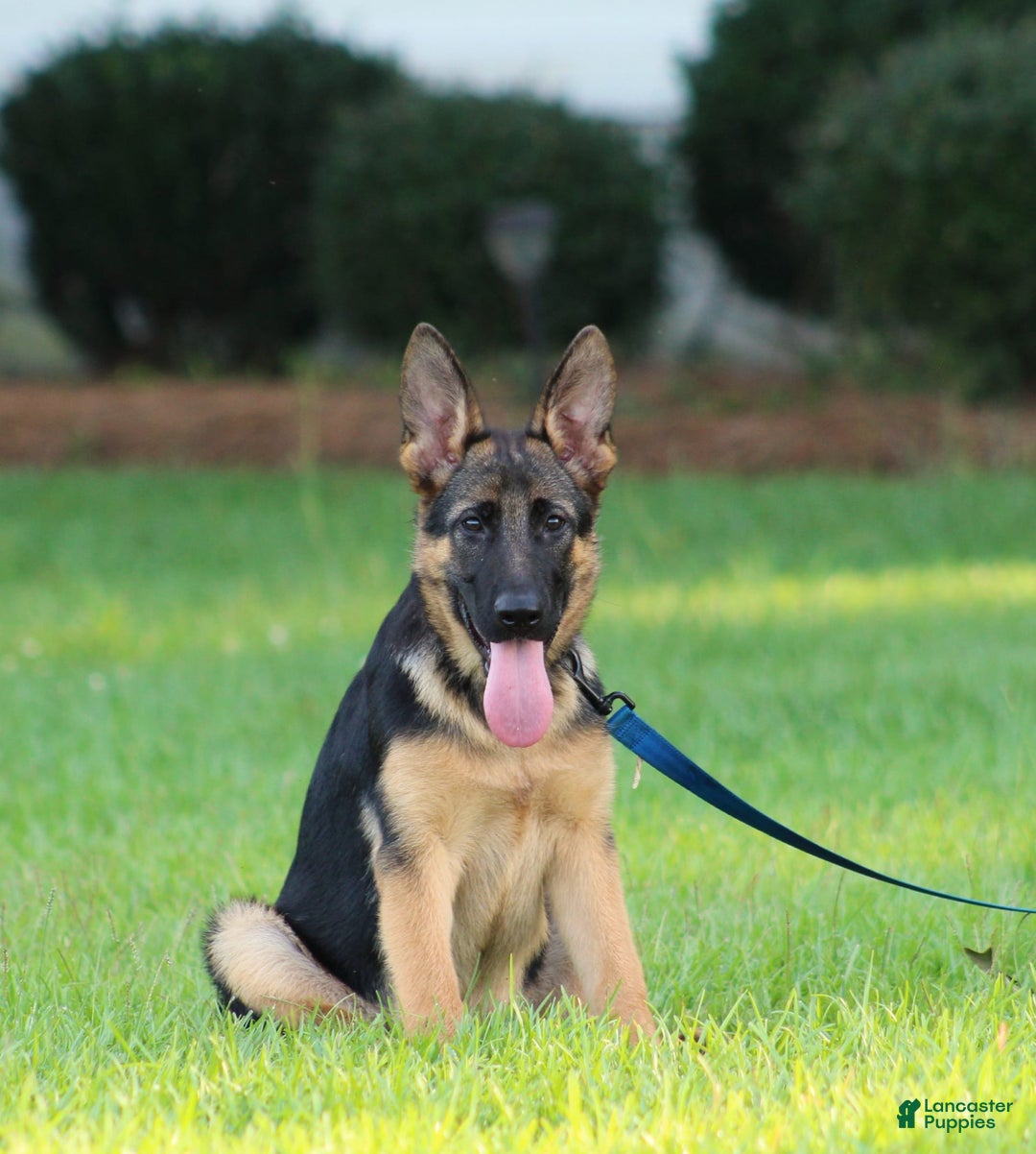 German Shepherd dogs for sale: Hazel - Image 14