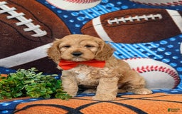 Cockapoo dogs for sale: Croydon - Image 11