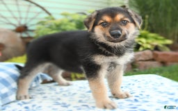 German Shepherd dogs for sale: Cypress - Image 5