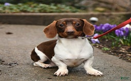 Miniature Dachshund dogs for sale: Rascal - Image 12