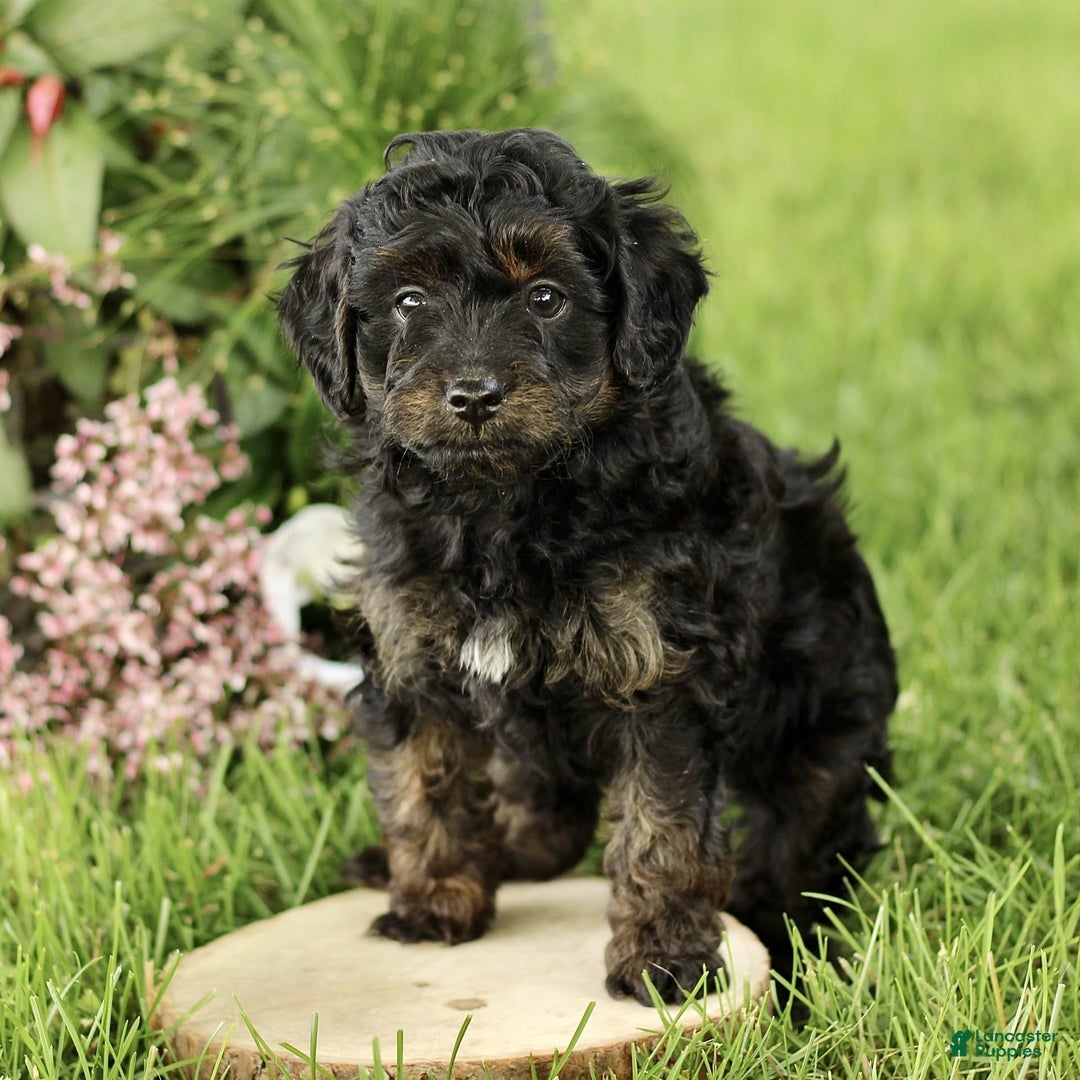 Havapoo dogs for sale: Milo - Image 1
