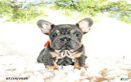 French Bulldog dogs for sale: Bella - Image 2