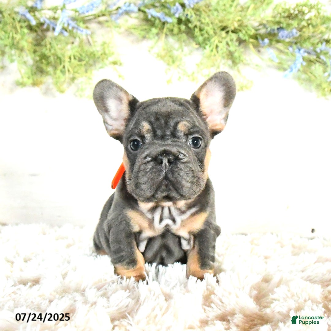 French Bulldog dogs for sale: Bella - Image 2