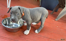American Bully dogs for sale: Boss Baby - Image 9