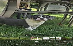 Olde English Bulldogge dogs for sale: Penny - Image 4