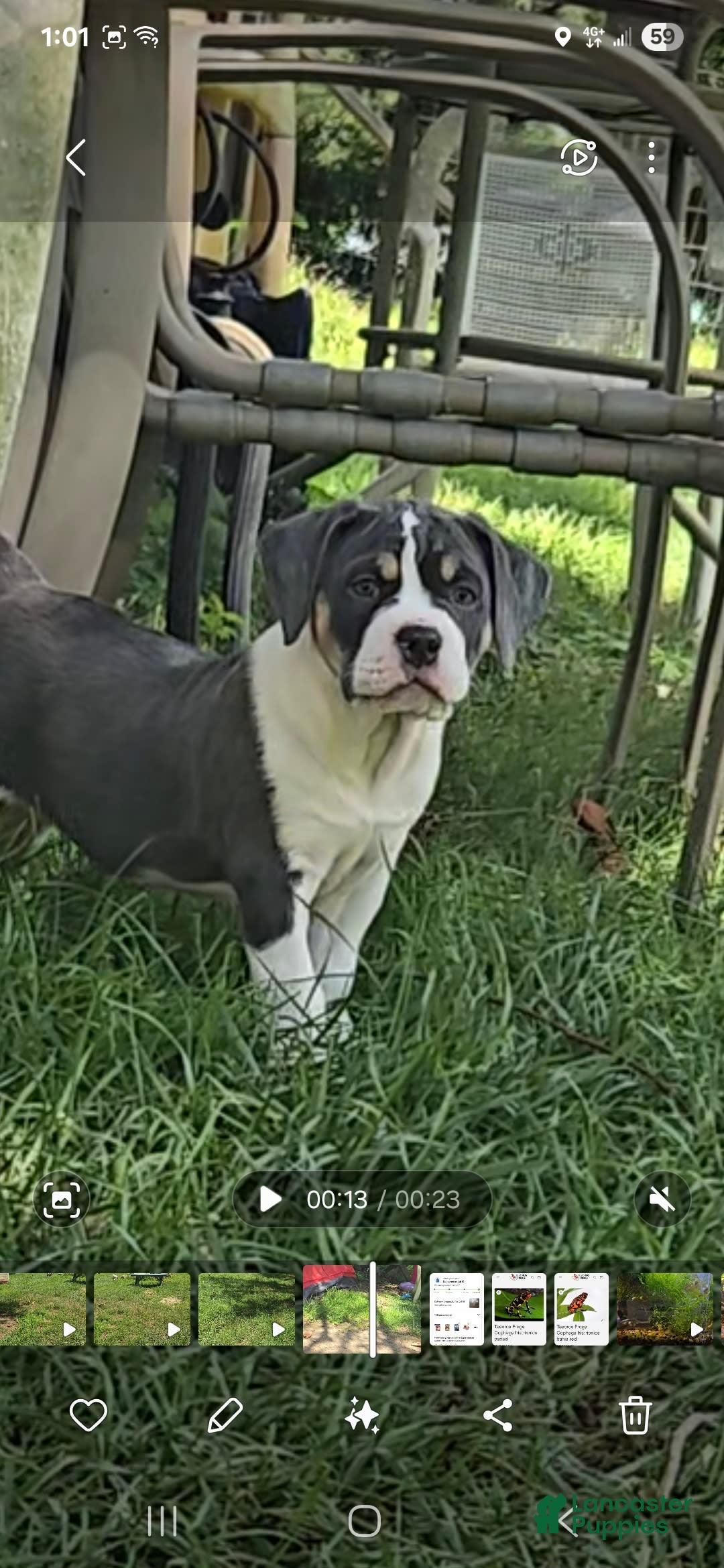 Olde English Bulldogge dogs for sale: Penny - Image 4